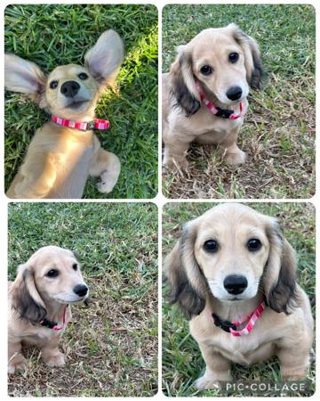 Dachshund (Miniature Long Haired) for sale by KLASSICKREAM