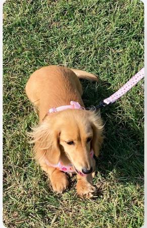 Dachshund (Miniature Long Haired) for sale by KLASSICKREAM