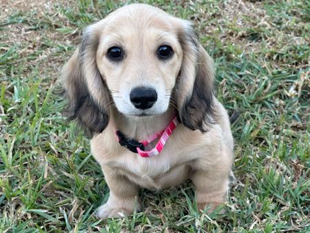 Dachshund (Miniature Long Haired) for sale by KLASSICKREAM