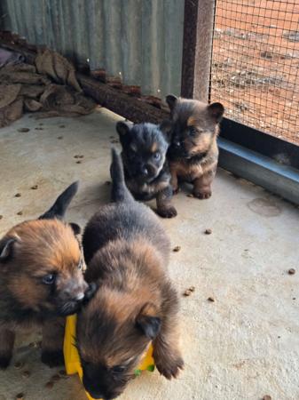 Australian Terrier for sale by BARKAHUT