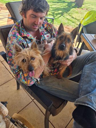 Australian Terrier for sale by BARKAHUT