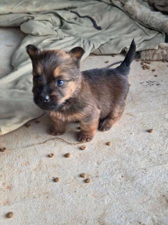 Australian Terrier for sale by BARKAHUT