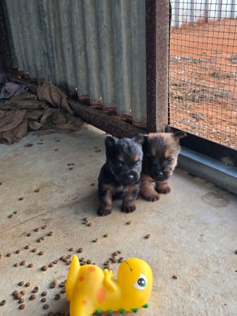 Australian Terrier for sale by BARKAHUT