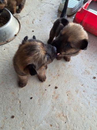 Australian Terrier for sale by BARKAHUT