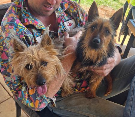 Australian Terrier for sale by BARKAHUT