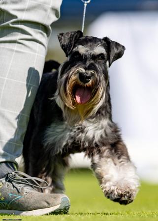 Schnauzer (Miniature) for sale by BARTFREUNDE