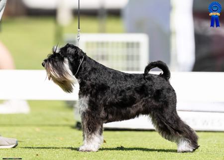 Schnauzer (Miniature) for sale by BARTFREUNDE