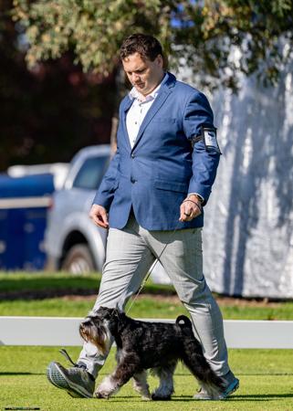 Schnauzer (Miniature) for sale by BARTFREUNDE