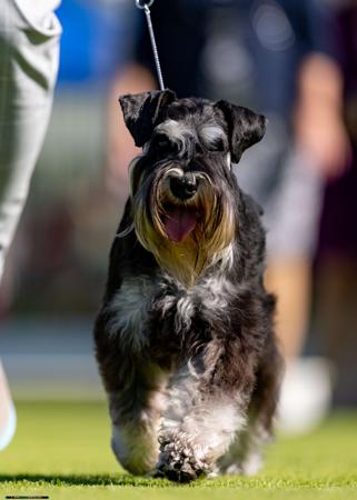 Schnauzer (Miniature) for sale by BARTFREUNDE