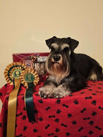 Schnauzer (Miniature) for sale by BARTFREUNDE