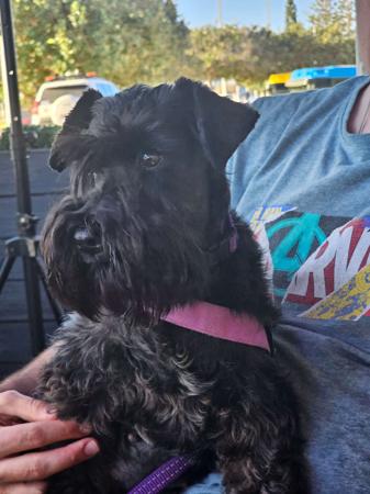 Schnauzer (Miniature) for sale by BARTFREUNDE