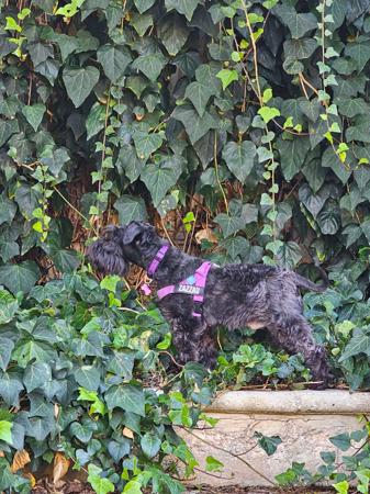 Schnauzer (Miniature) for sale by BARTFREUNDE