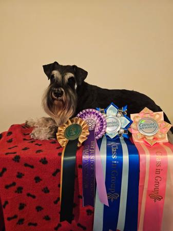 Schnauzer (Miniature) for sale by BARTFREUNDE