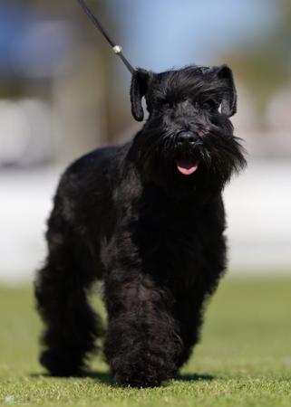 Schnauzer (Miniature) for sale by BARTFREUNDE