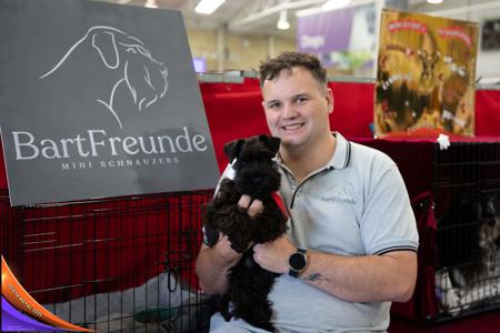 Schnauzer (Miniature) for sale by BARTFREUNDE