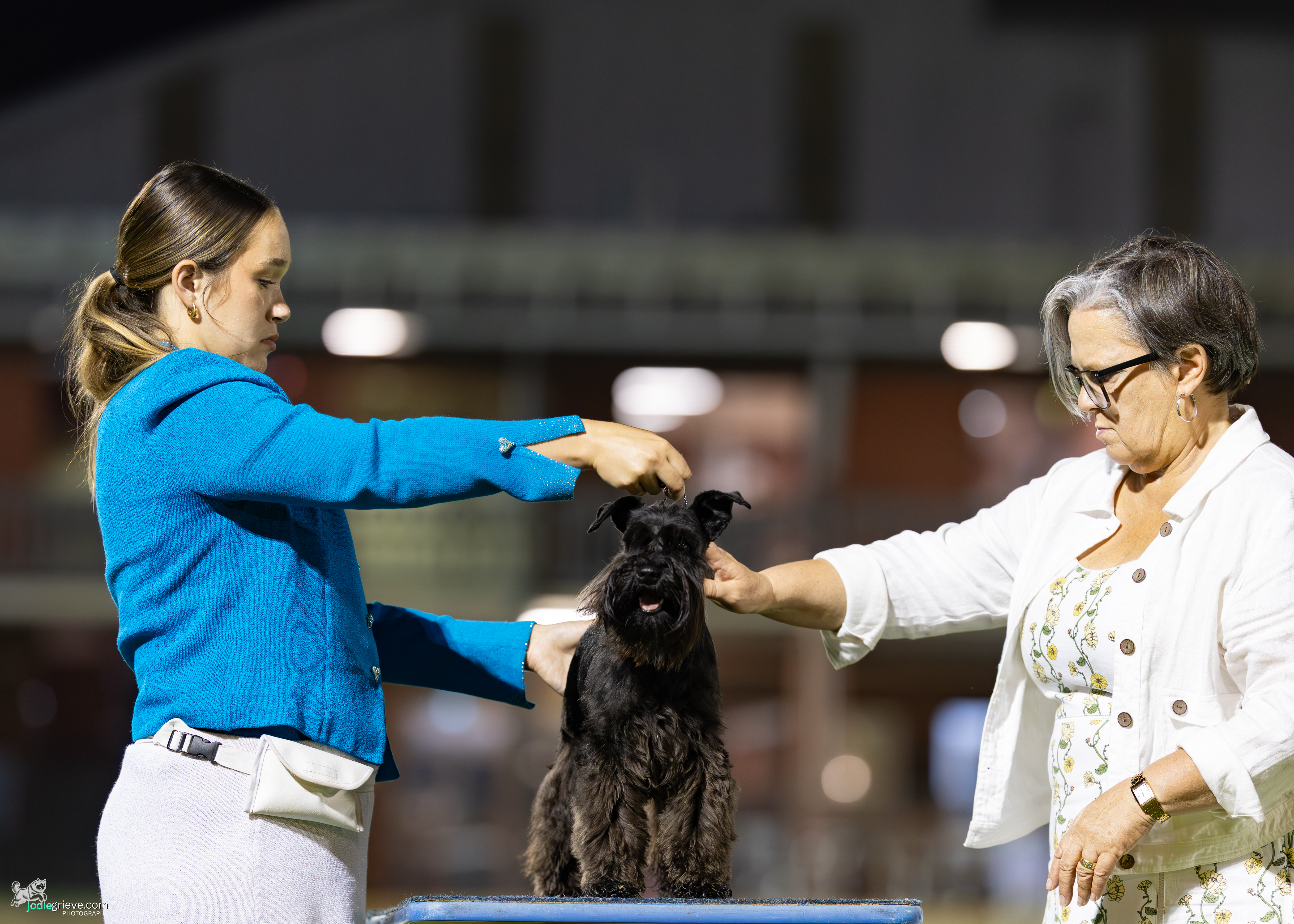 Schnauzer (Miniature) for sale by BARTFREUNDE