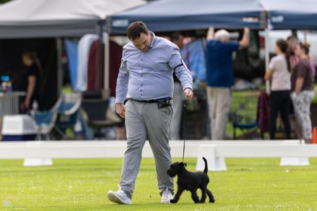 Schnauzer (Miniature) for sale by BARTFREUNDE