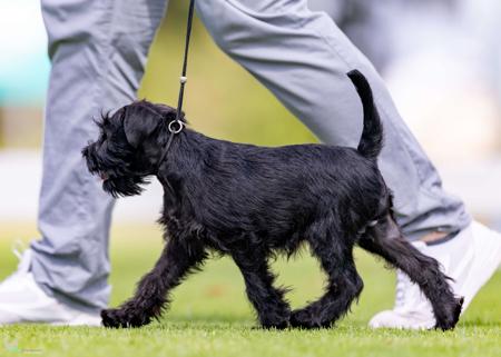 Schnauzer (Miniature) for sale by BARTFREUNDE