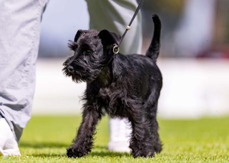 Schnauzer (Miniature) for sale by BARTFREUNDE
