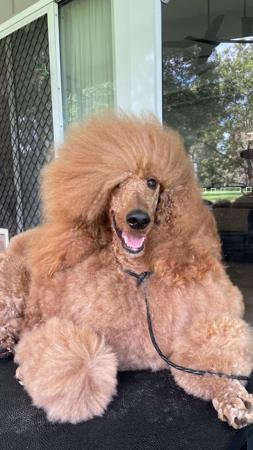 Poodle (Standard) for sale by ROUXLANA