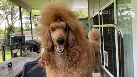 Poodle (Standard) for sale by ROUXLANA