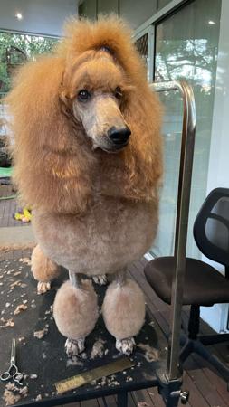 Poodle (Standard) for sale by ROUXLANA