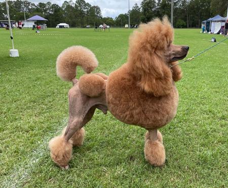 Poodle (Standard) for sale by ROUXLANA