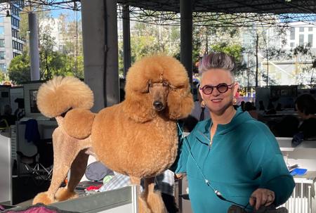 Poodle (Standard) for sale by ROUXLANA