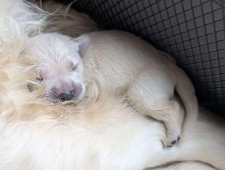 Golden Retriever for sale by KEDUMBAGOLD