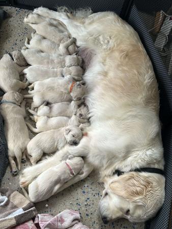 Golden Retriever for sale by KEDUMBAGOLD