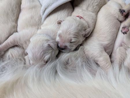 Golden Retriever for sale by KEDUMBAGOLD