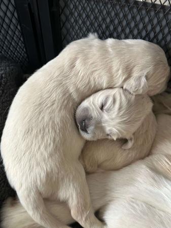 Golden Retriever for sale by KEDUMBAGOLD