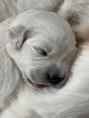 Golden Retriever for sale by KEDUMBAGOLD