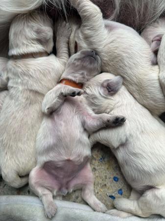 Golden Retriever for sale by KEDUMBAGOLD