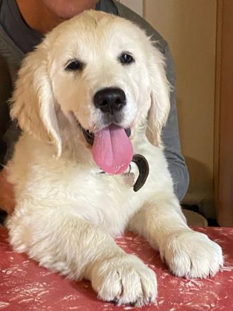 Golden Retriever for sale by KEDUMBAGOLD