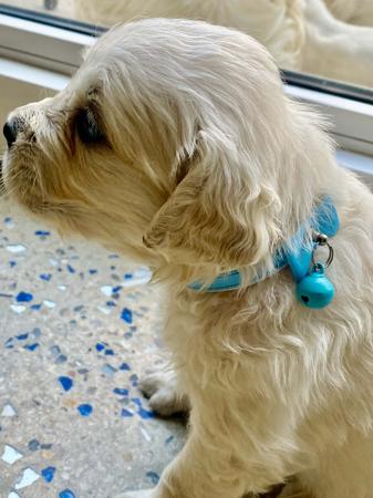 Golden Retriever for sale by KEDUMBAGOLD