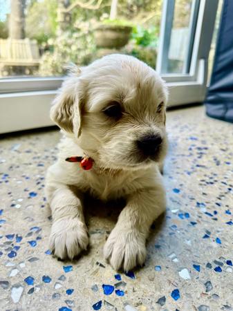 Golden Retriever for sale by KEDUMBAGOLD