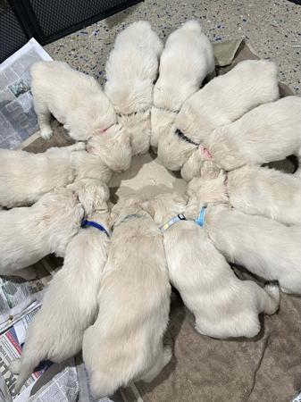 Golden Retriever for sale by KEDUMBAGOLD