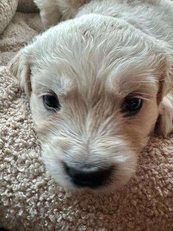 Golden Retriever for sale by KEDUMBAGOLD