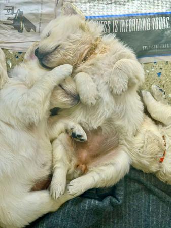 Golden Retriever for sale by KEDUMBAGOLD