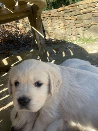 Golden Retriever for sale by KEDUMBAGOLD
