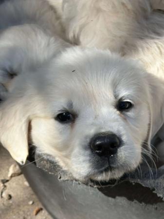 Golden Retriever for sale by KEDUMBAGOLD
