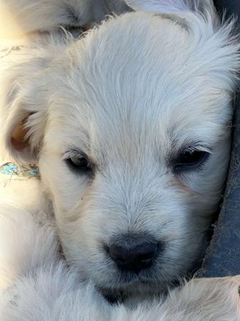 Golden Retriever for sale by KEDUMBAGOLD