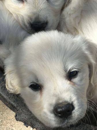 Golden Retriever for sale by KEDUMBAGOLD