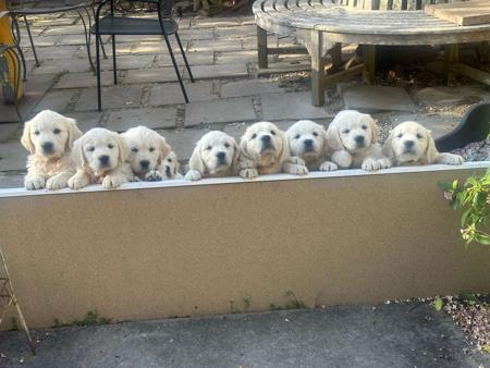 Golden Retriever for sale by KEDUMBAGOLD