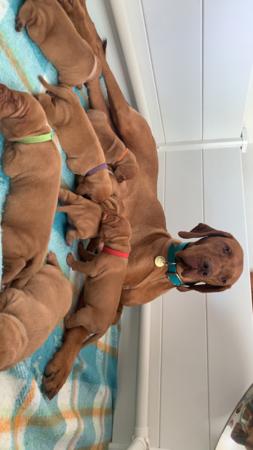Hungarian Vizsla for sale by GUNPOINT