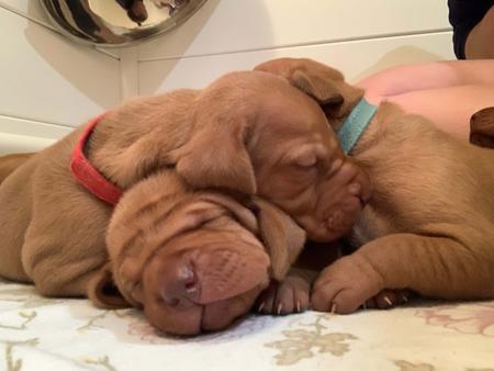 Hungarian Vizsla for sale by GUNPOINT
