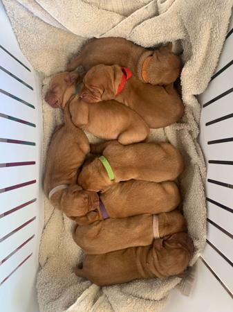 Hungarian Vizsla for sale by GUNPOINT