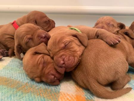 Hungarian Vizsla for sale by GUNPOINTVIZSLAS
