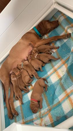 Hungarian Vizsla for sale by GUNPOINT